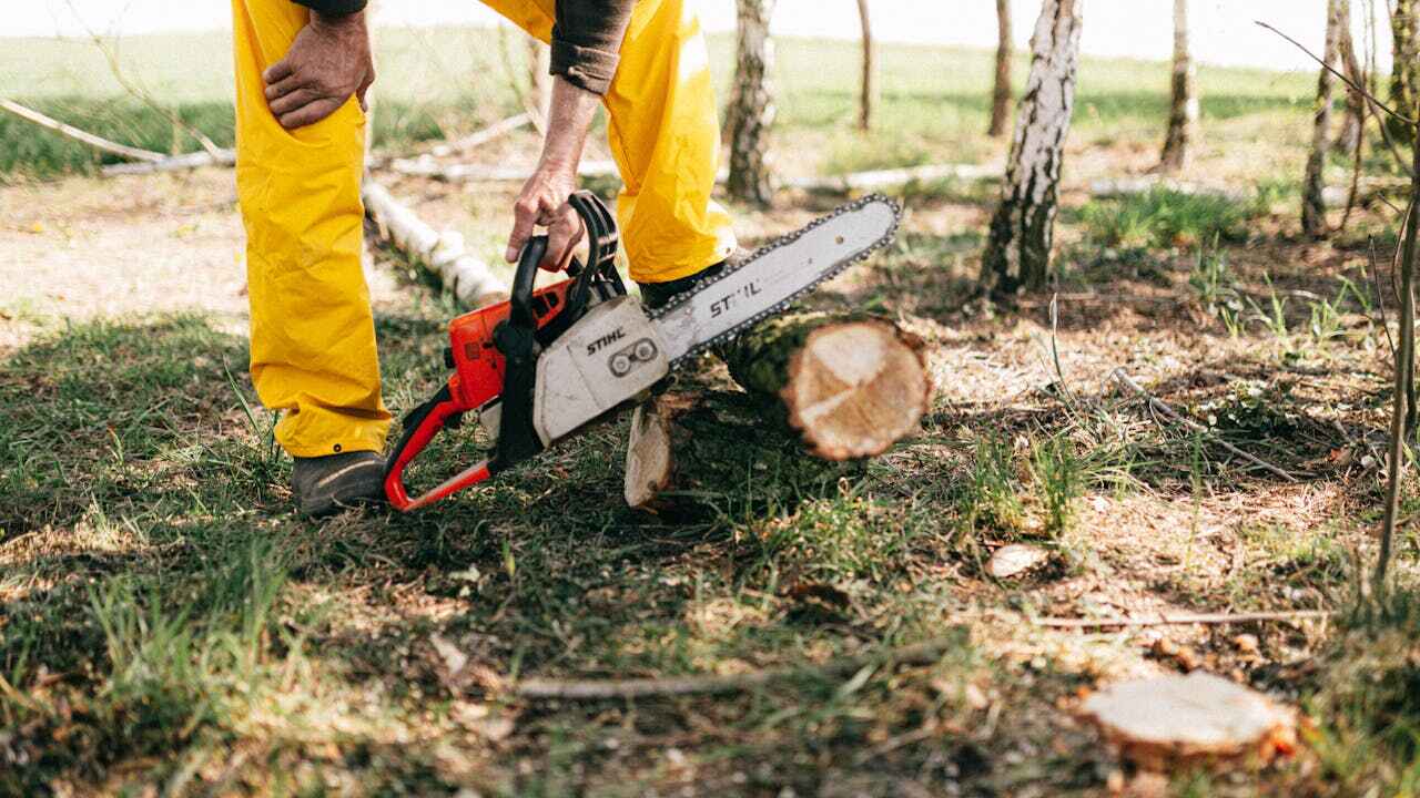 Professional Tree Service in Shippensburg, PA